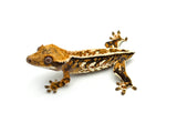 Tricolor Harlequin Pinstripe Crested Gecko
