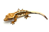 High Coverage Tricolor Harlequin Crested Gecko (HOLDBACK)