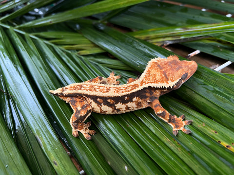 Tricolor Harlequin Whiteout Pinstripe Crested Gecko