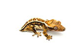 Tricolor Harlequin Pinstripe Crested Gecko