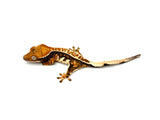 Tricolor Pinstripe Crested Gecko (Xerxes offspring)