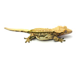 Tricolor Harlequin Whiteout Pinstripe Crested Gecko