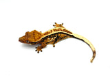 Tricolor Harlequin Pinstripe Crested Gecko