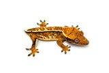 High Coverage Extreme Harlequin Tricolor Crested Gecko