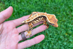 Tricolor Harlequin Whiteout Pinstripe Crested Gecko