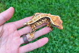 Tricolor Harlequin Whiteout Pinstripe Crested Gecko