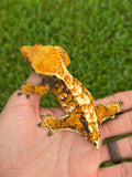 Tricolor Extreme Harlequin Crested Gecko