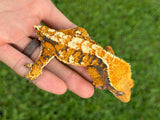Tricolor Extreme Harlequin Crested Gecko