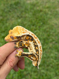 Tricolor Whiteout Quadstripe Crested Gecko