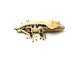 Tricolor Lilly White Crested Gecko