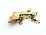 Tricolor Lilly White Crested Gecko