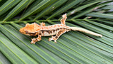 HOLDBACK BRIGHT WHITE Triclor Harlequin Lilly White Crested Gecko