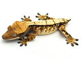 Tricolor Extreme Harlequin Whitespot Crested Gecko