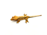 Tricolor Extreme Harlequin Pinstripe Crested Gecko