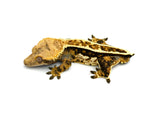 Tricolor Pinstripe Crested Gecko