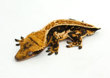 Tricolor Whiteout Pinstripe Crested Gecko