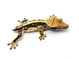 Whitewall Pinstripe Crested Gecko