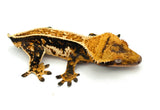 Tricolor Whiteout Pinstripe Crested Gecko