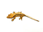 Tricolor Extreme Harlequin Pinstripe Crested Gecko