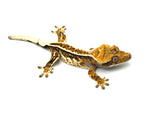 Tricolor Pinstripe Crested Gecko
