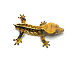 Tricolor Pinstripe Crested Gecko