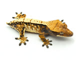 Tricolor Extreme Harlequin Whitespot Crested Gecko