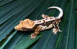 Whitewall Tricolor Pinstripe Crested Gecko
