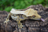 Drippy Whiteout Harlequin Quadstripe Crested Gecko