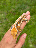 HOLDBACK QUALITY Tricolor Harlequin Crested Gecko (Netflix offspring)