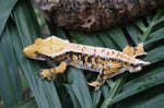 Perfect Tricolor Harlequin Crested Gecko