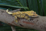 Tricolor Harlequin Crested Gecko