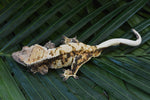 Mystery XXX Tricolor Crested Gecko Group Baby