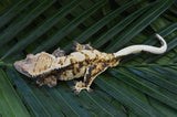 Mystery XXX Tricolor Crested Gecko Group Baby