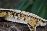 Perfect Tricolor Harlequin Crested Gecko