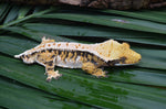 Perfect Tricolor Harlequin Crested Gecko