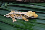 Perfect Tricolor Harlequin Crested Gecko