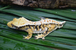 Perfect Tricolor Harlequin Crested Gecko