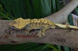 Tricolor Harlequin Crested Gecko