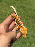High Coverage Tricolor Harlequin Crested Gecko (HOLDBACK)