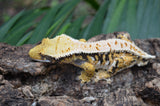 Perfect Tricolor Harlequin Crested Gecko