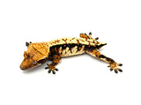 Tricolor Harlequin Crested Gecko