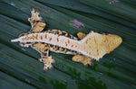 Perfect Tricolor Harlequin Crested Gecko