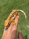 High Coverage Tricolor Harlequin Crested Gecko (HOLDBACK)