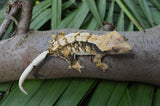 Whitewall Tricolor Harlequin Crested Gecko