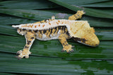 Perfect Tricolor Harlequin Crested Gecko