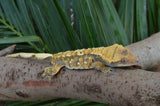 Tricolor Harlequin Crested Gecko