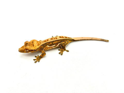 Tricolor Harlequin Pinstripe Crested Gecko