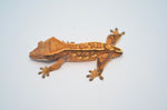 Tricolor Harlequin Pinstripe Crested Gecko