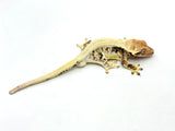 Tricolor Lilly White Crested Gecko