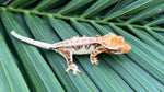 HOLDBACK BRIGHT WHITE Triclor Harlequin Lilly White Crested Gecko